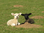 SX17925 Black lamb and white lamb.jpg